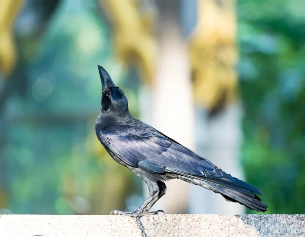 Black crow bird on green grass background — Stock Photo, Image