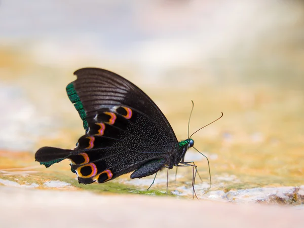 Zavřete a pak vystřelí na krásný motýl monarcha — Stock fotografie