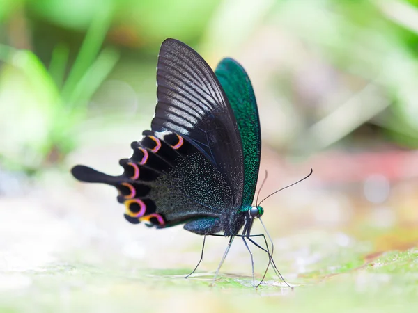güzel kelebek vuruşta kadar st yalama Paris tavuskuşu kapatın