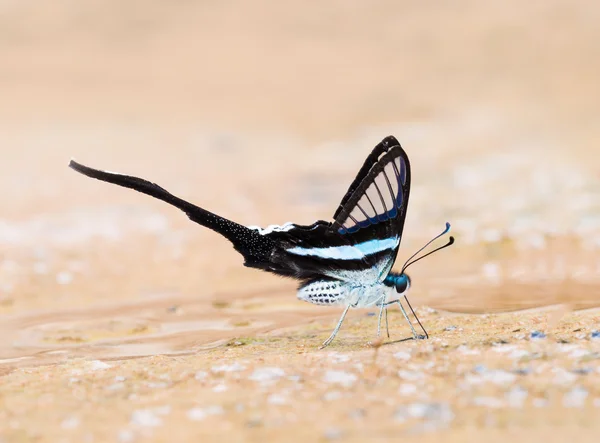 Primer plano disparo en hermosa mariposa París lamer el pavo real en st —  Fotos de Stock