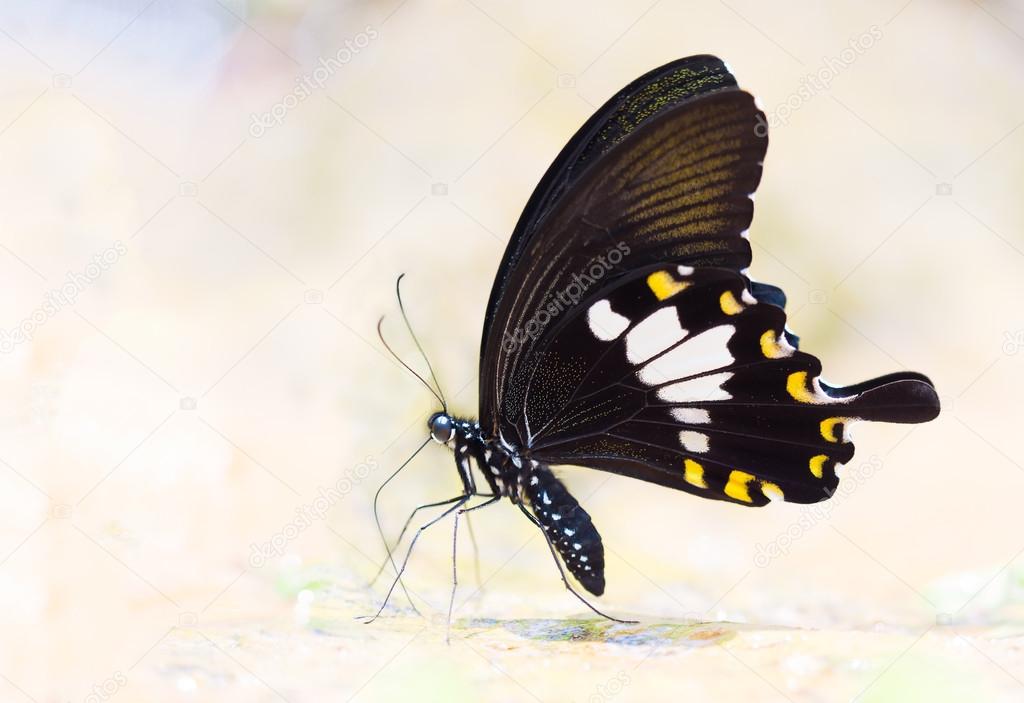 Close Up Shot On Beautiful Butterfly Black And White Butterfly