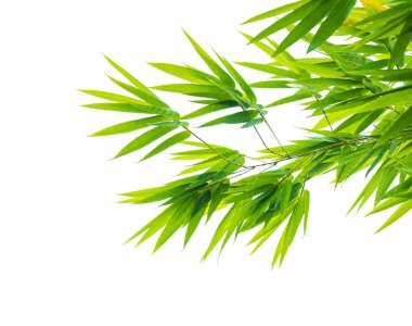 taze yeşil bambu yaprakları izole doğada