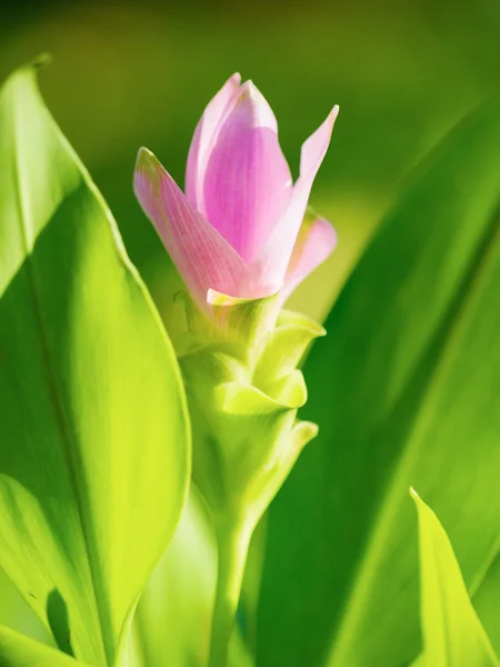 Magenta siam tulip blooming in nature outdoor — Stock Photo, Image