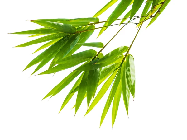 Świeży zielony bambus liście na białym tle natura — Zdjęcie stockowe