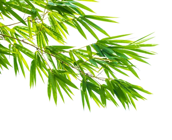 Свежие зеленые листья бамбука в природе изолированы — стоковое фото