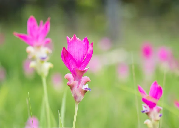 Magenta siam tulip blooming in nature outdoor — Stock Photo, Image