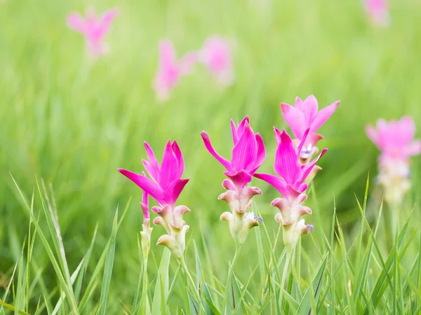 Magenta siam tulip blooming in nature outdoor — Stock Photo, Image