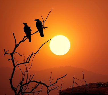 Ölü ağaçlar ve karga siluet dalı 