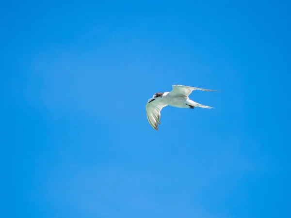 small seagull bird flying in midair