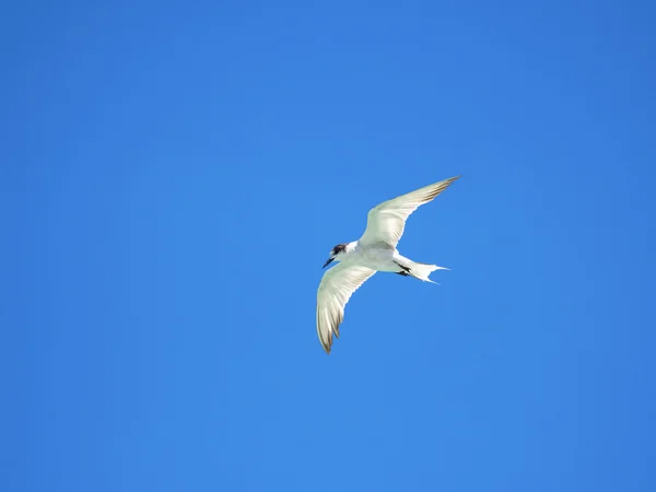 Small seagull bird flying in midair on blue sky — Stock Photo, Image