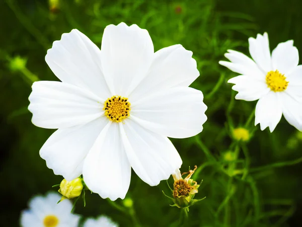 Smuk lyserød kosmos blomst på udendørs - Stock-foto