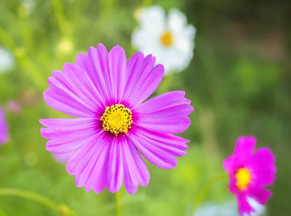 Bela flor cosmos rosa ao ar livre — Fotografia de Stock