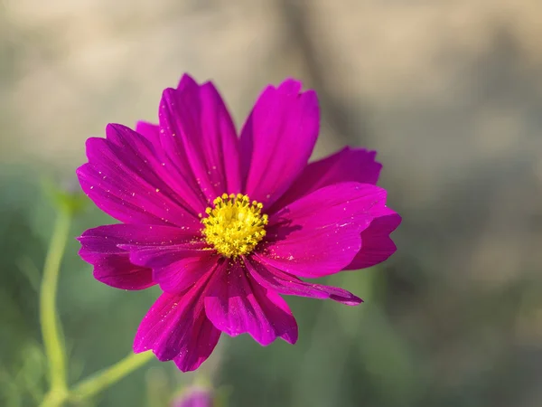 Hermosa flor de cosmos magenta en el parque —  Fotos de Stock