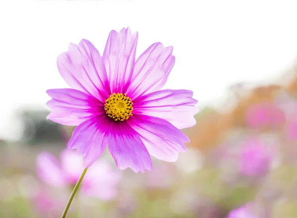 야외에서 아름 다운 핑크 코스모스 꽃 — 스톡 사진