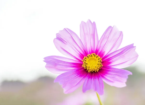 야외에서 아름 다운 핑크 코스모스 꽃 — 스톡 사진