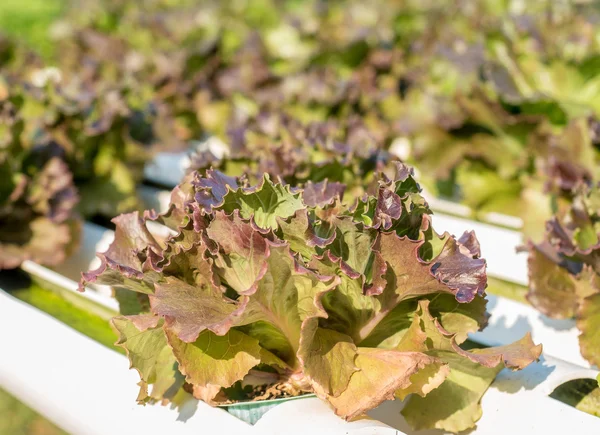 Verdura nella moderna fattoria di piantagione — Foto Stock