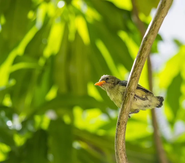 Μικρό πουλί να μάθουν να πετούν — Φωτογραφία Αρχείου