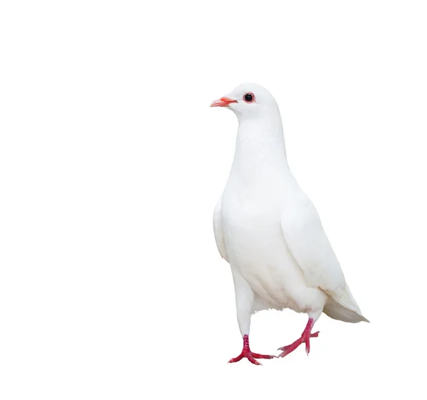 White dove isolated on white — Stock Photo, Image