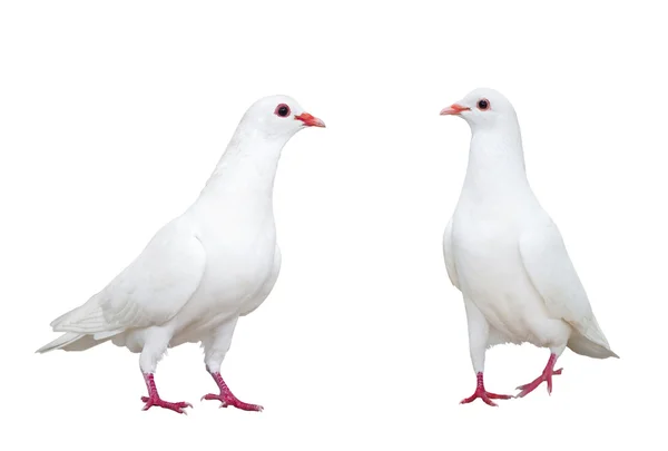 Colombe blanche isolée sur blanc — Photo