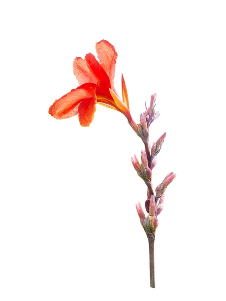 Rode canna bloemen — Stockfoto