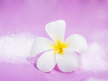 Plumeria çiçek pembe üzerinde