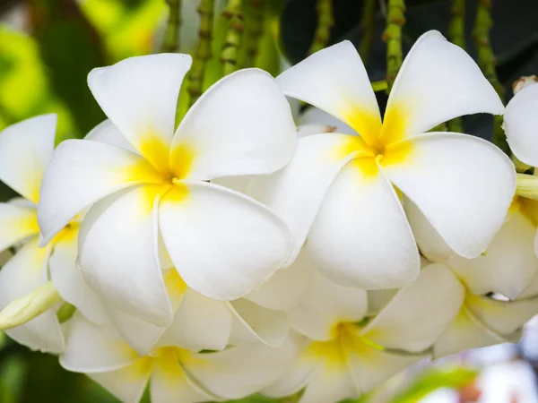 Flumeria piękne kwiaty w przyrodzie — Zdjęcie stockowe