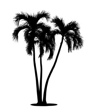 palmiye ağaçları üzerine beyaz izole