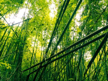 Bambu ormanında tropikal bölge