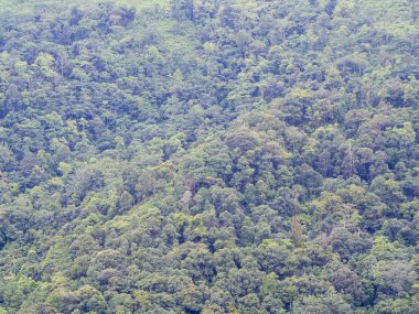 yağmur ormanı Hill 