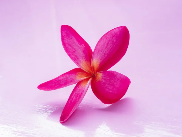 Flor de plumeria em rosa — Fotografia de Stock