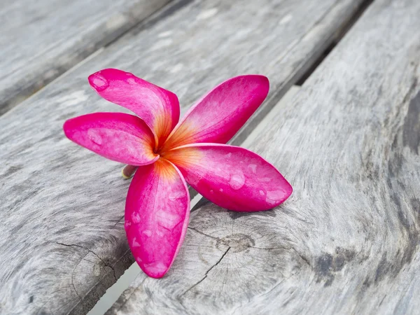Plumaria flowers on aged wooden — Stock Photo, Image