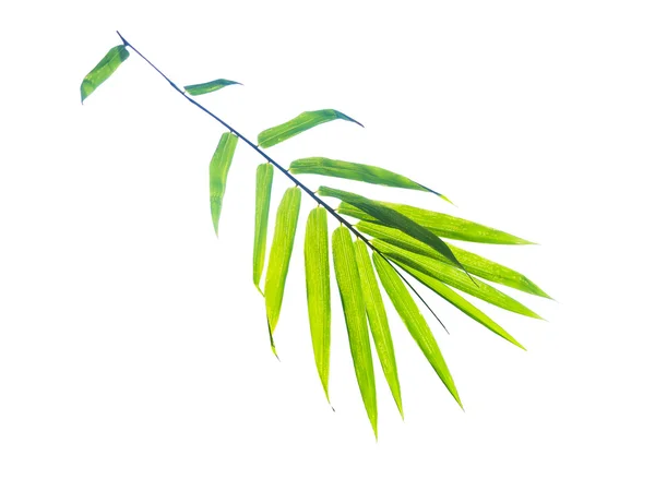 Bambusz levél fehér háttér — Stock Fotó