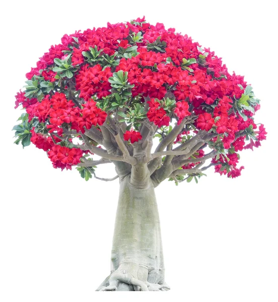 Adenium obesum дерево — стокове фото