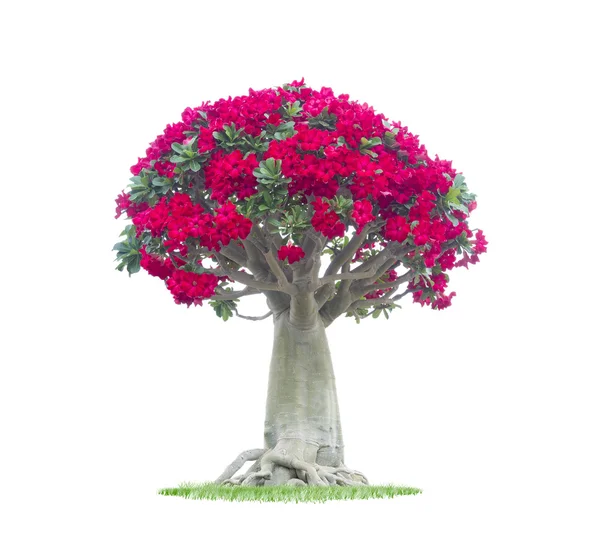 Adenium obesum arbre également connu sous le nom de Rose du Désert — Photo