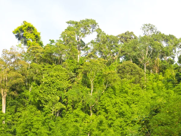 Cima del árbol en la selva tropical —  Fotos de Stock