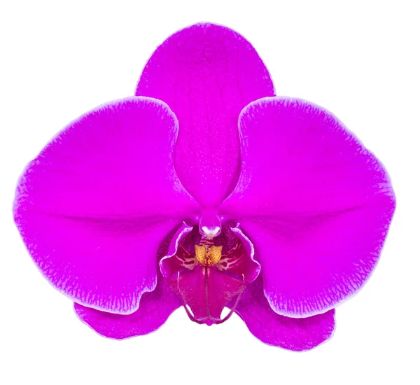 Orquídea colorida aislada en blanco — Foto de Stock