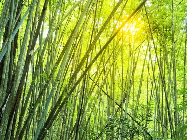 Bamboo forest in tropical — Stock Photo, Image