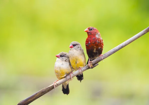 Lovely family red bird Avadavat(Amandava amandava) on the branch — Stock Photo, Image