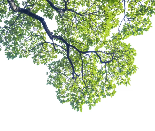 Grüne Blätter isoliert auf weiß — Stockfoto