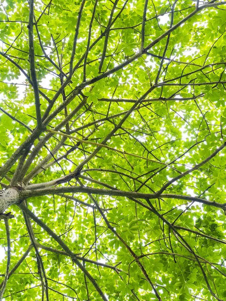 Groene verlof geïsoleerd op wit — Stockfoto