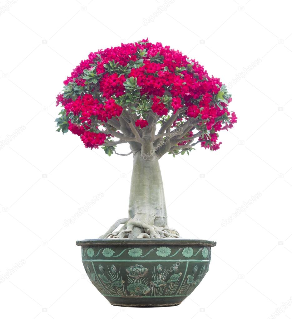 Adenium obesum tree also known as Desert Rose