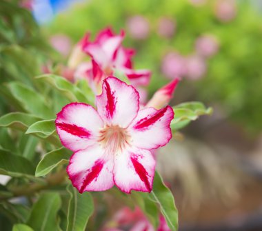 adenium obesum ağacı olarak da bilinen çöl gül