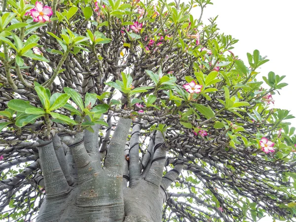 Albero di adenio obesum noto anche come Desert Rose , — Foto Stock