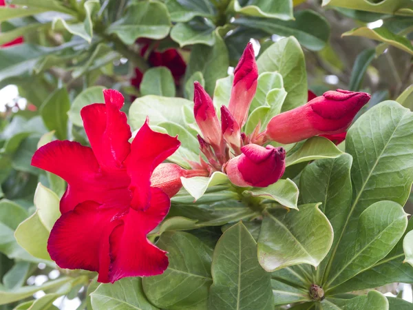 Adenium obesum-tre, også kjent som ørkenrose – stockfoto