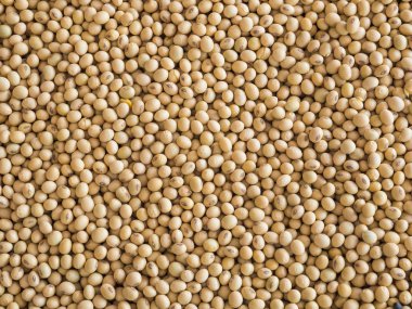 toprak beens arka plan doku