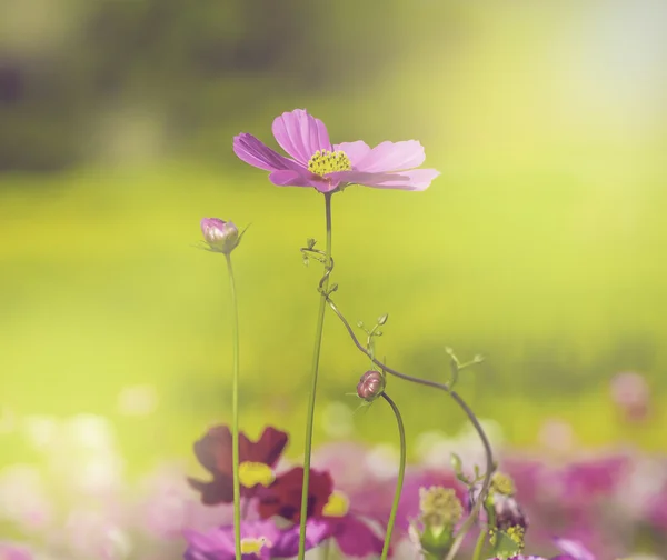 Cosmos flowers on green background — Stock Photo, Image