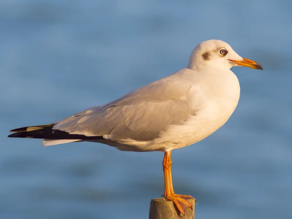 Single seagull bird resting on wood — Stock Photo, Image