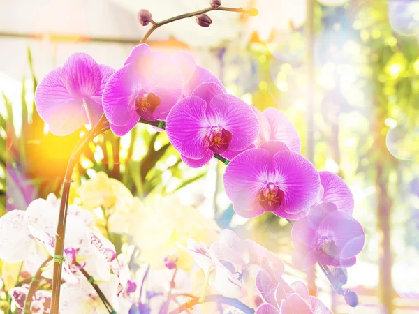 Flor de orquídea en granja —  Fotos de Stock
