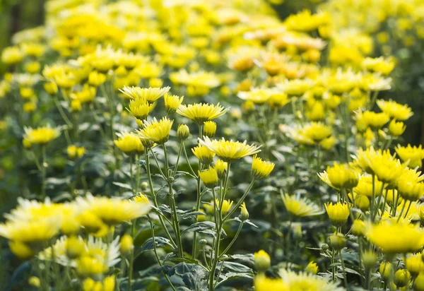 정원에 국화 꽃 — 스톡 사진