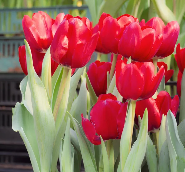 Tulip flowers on gardening — Stock Photo, Image